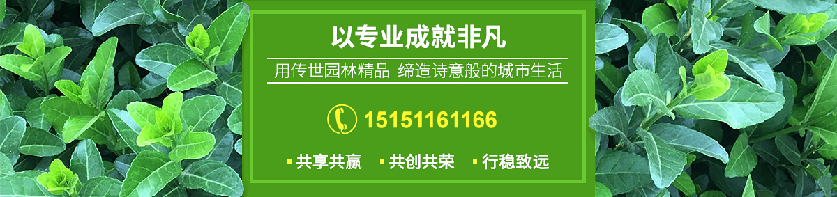 沭陽縣廣漢園林苗木場