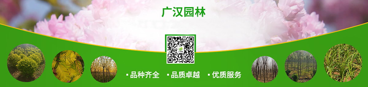 綠化苗木
