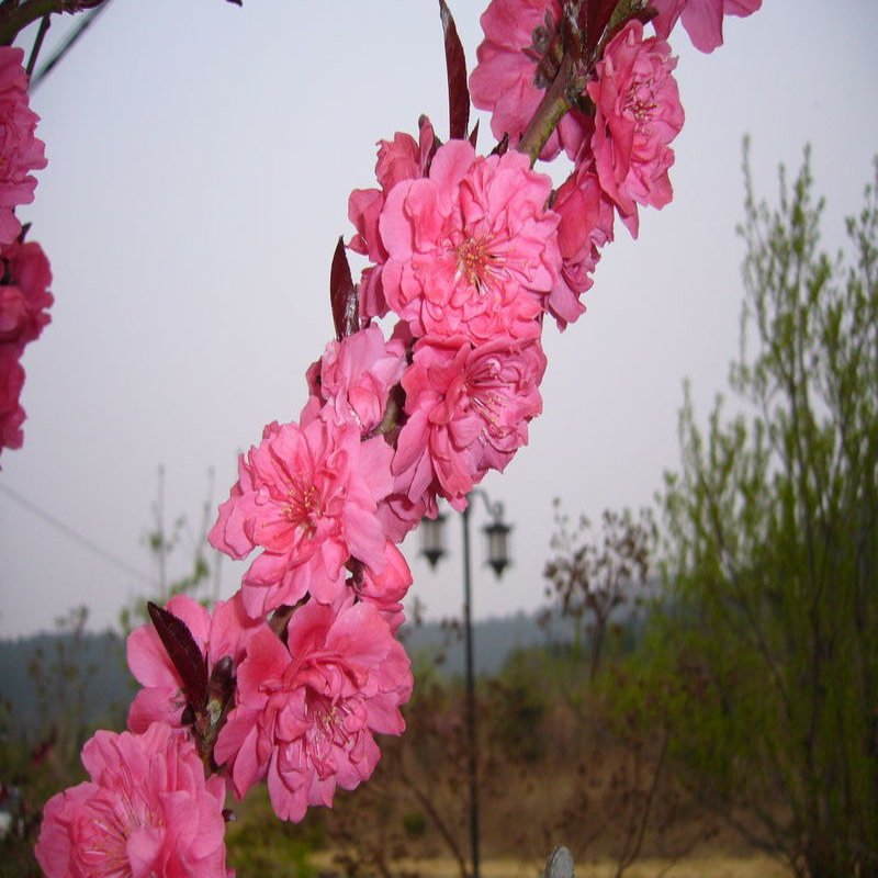 碧桃價格