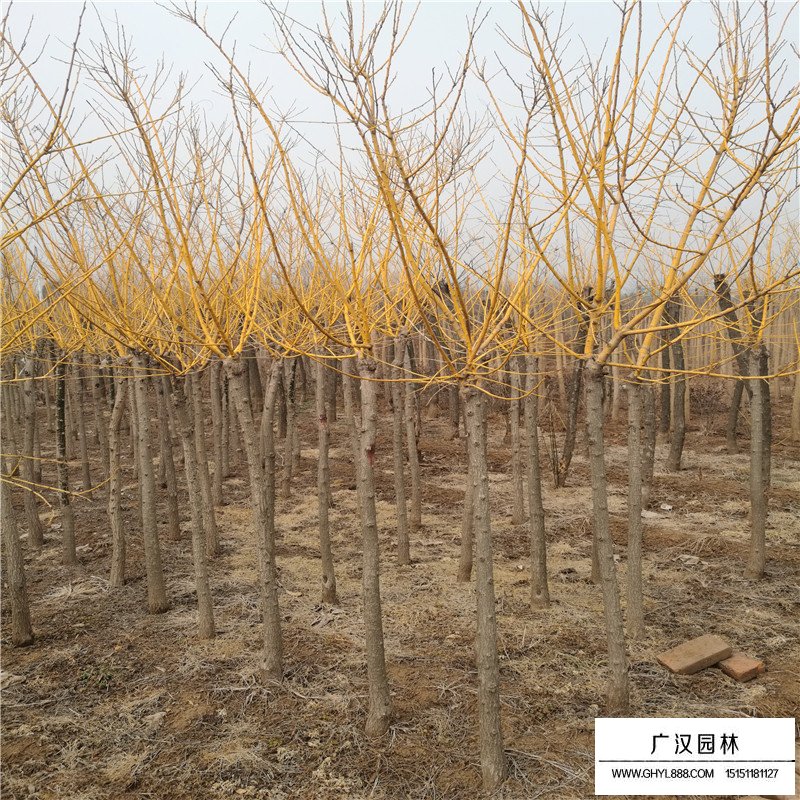 8-10公分的黃金槐的價格是多少？(圖6)