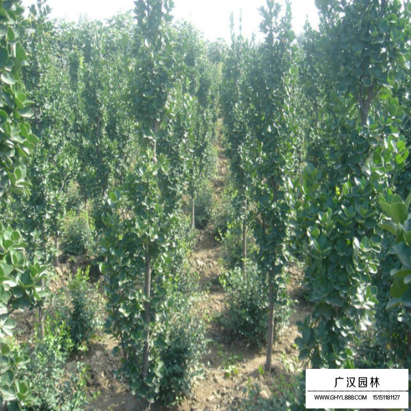 北海道黃楊的種植方法(圖3)
