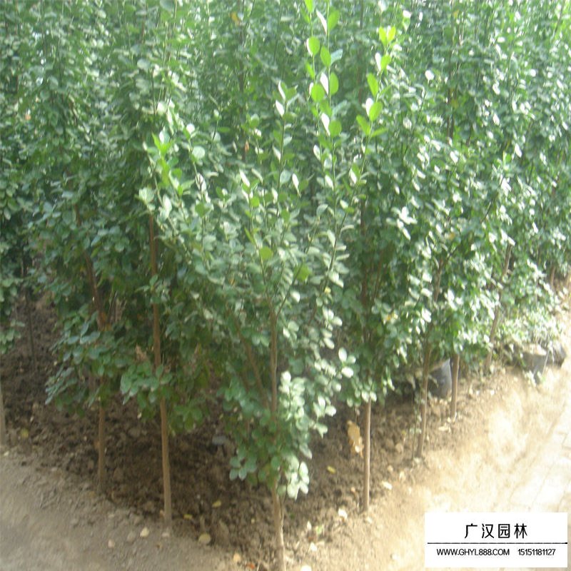 北海道黃楊的種植方法(圖4)