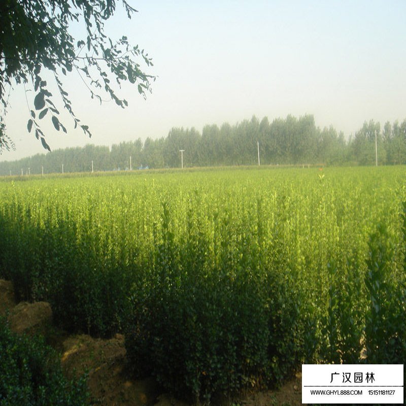 北海道黃楊的種植方法(圖8)
