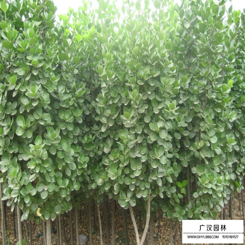 北海道黃楊的種植方法(圖9)