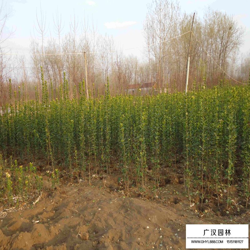 北海道黃楊的種植方法(圖10)