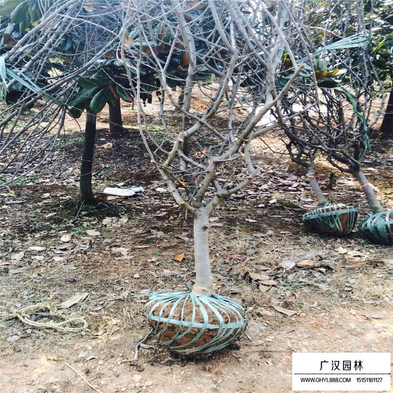 10公分的垂絲海棠最新報價(圖2)