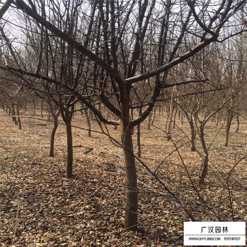 10公分的垂絲海棠最新報價(圖3)