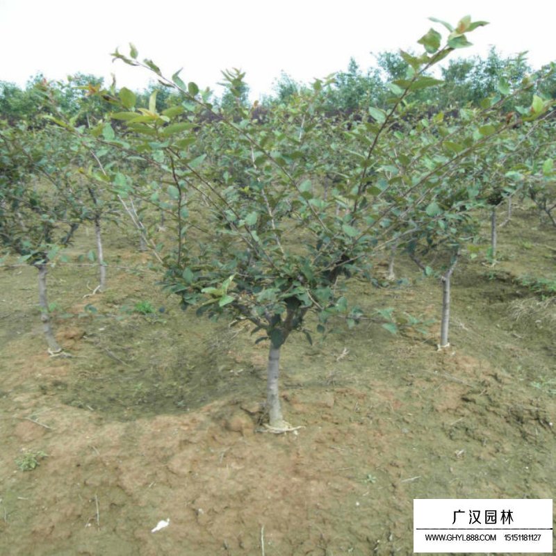 10公分的垂絲海棠最新報價(圖7)