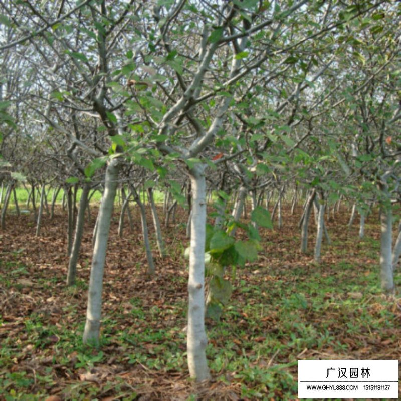 10公分的垂絲海棠最新報價(圖9)