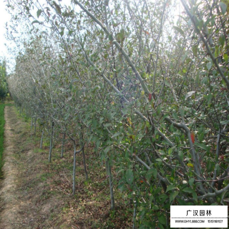 10公分的垂絲海棠最新報價(圖17)