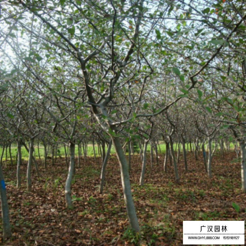 10公分的垂絲海棠最新報價(圖10)