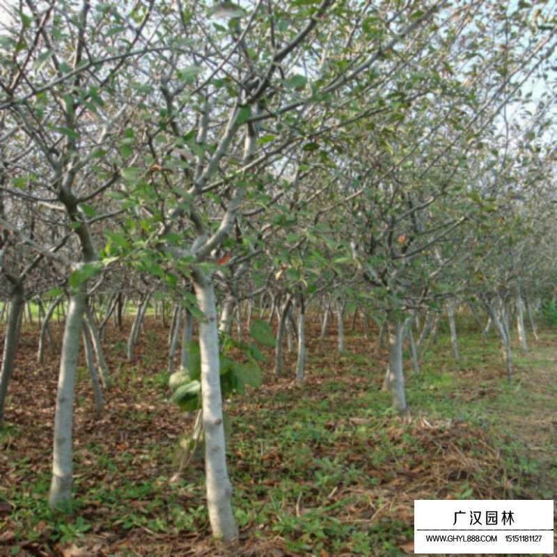 10公分的垂絲海棠最新報價(圖12)