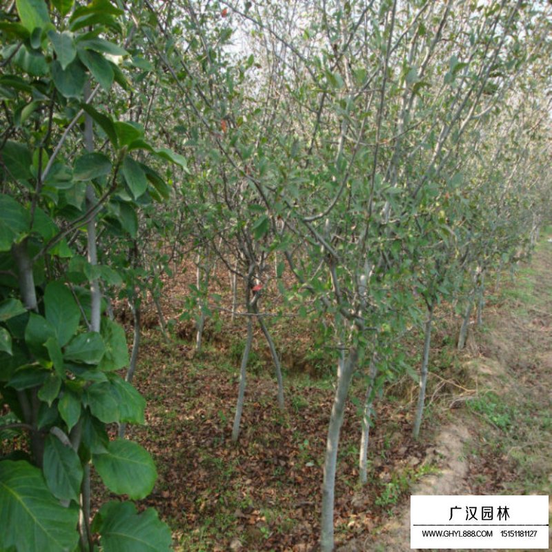 10公分的垂絲海棠最新報價(圖14)