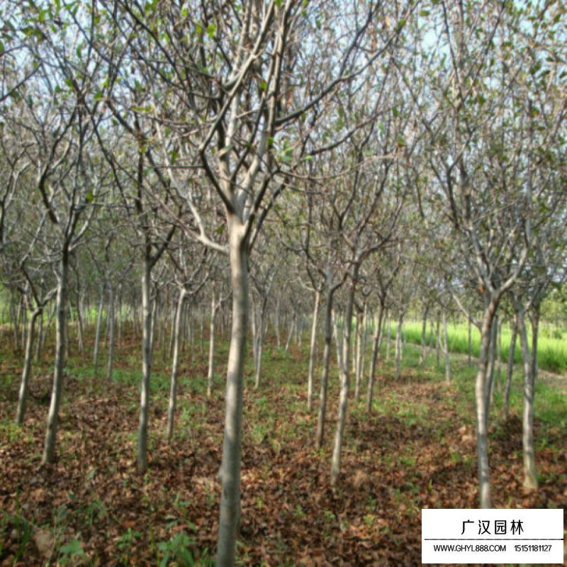 10公分的垂絲海棠最新報價(圖15)