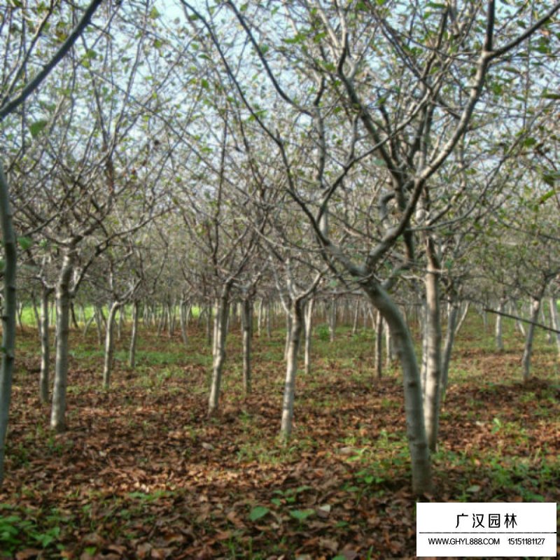 10公分的垂絲海棠最新報價(圖16)