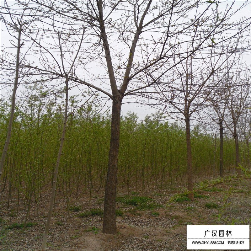 白蠟樹苗多少錢一棵(圖7)