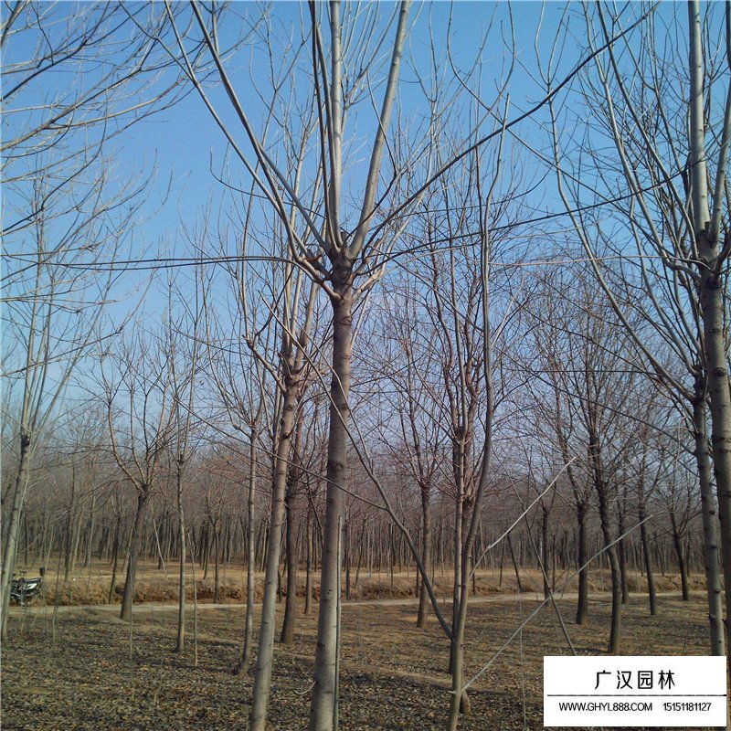白蠟樹苗多少錢一棵(圖8)
