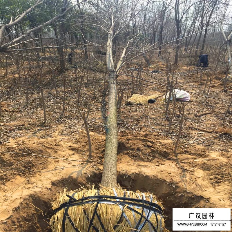 白蠟樹苗多少錢一棵(圖9)