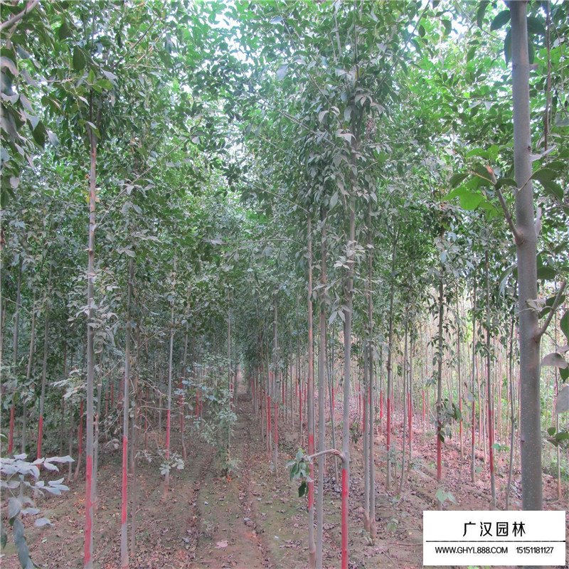 白蠟樹苗多少錢一棵(圖10)