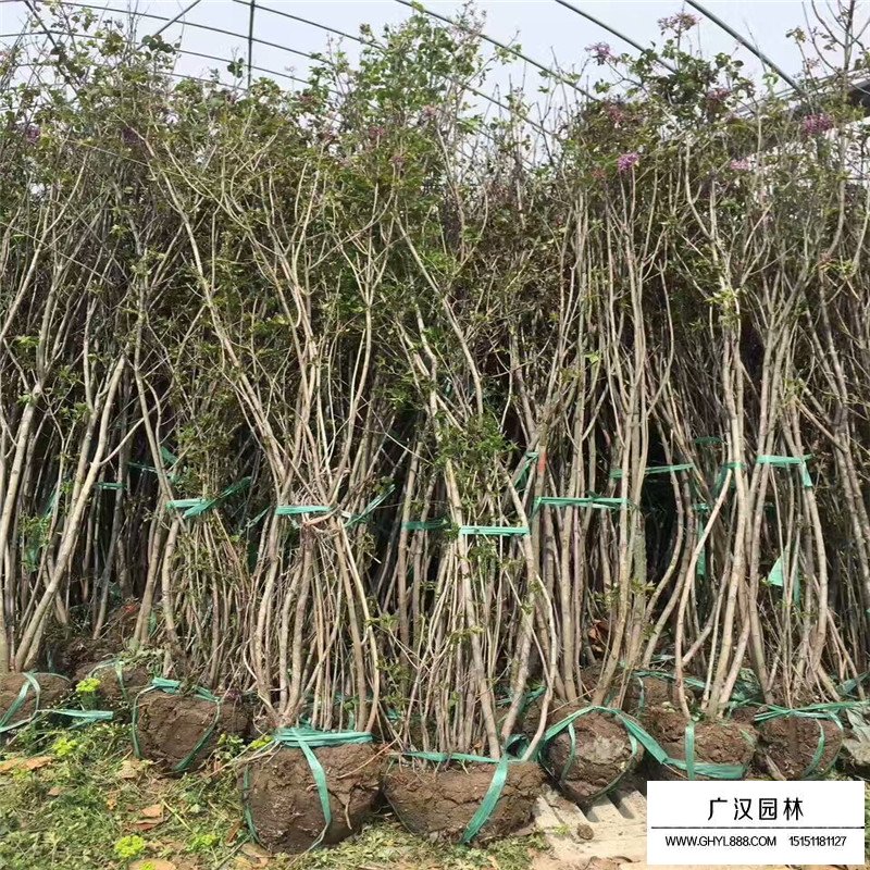 不同冠幅的叢生丁香價格表(圖4)