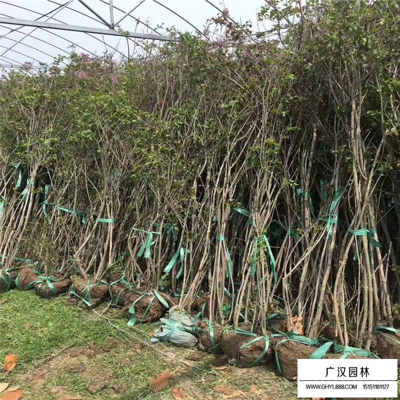 不同冠幅的叢生丁香價格表(圖5)
