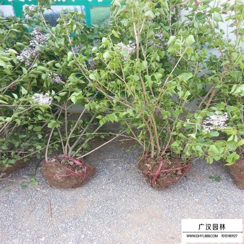不同冠幅的叢生丁香價格表(圖6)