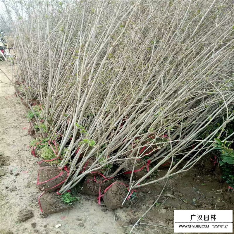 不同冠幅的叢生丁香價格表(圖1)