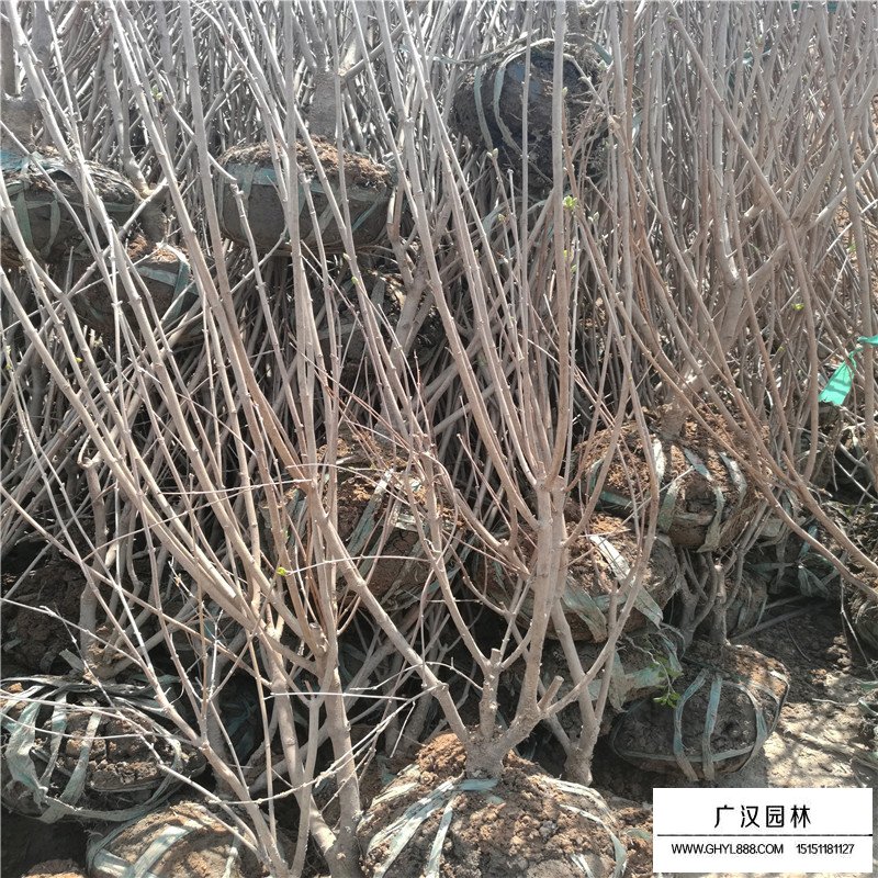 不同冠幅的叢生丁香價格表(圖3)