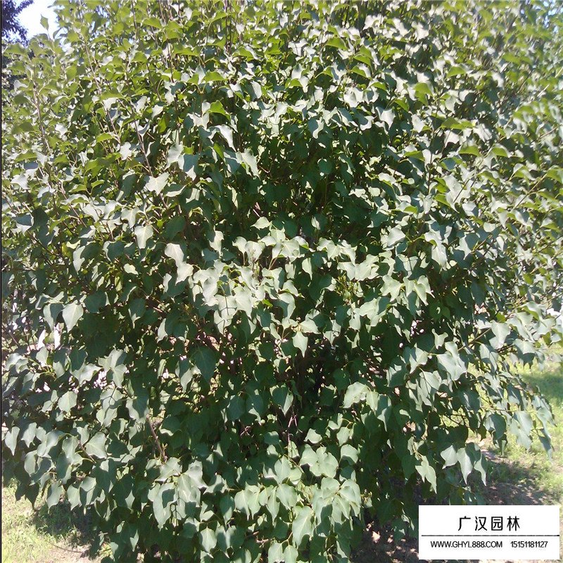 不同冠幅的叢生丁香價格表(圖7)