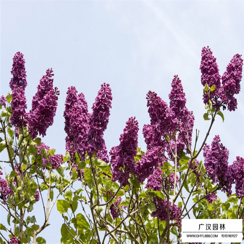不同冠幅的叢生丁香價格表(圖8)