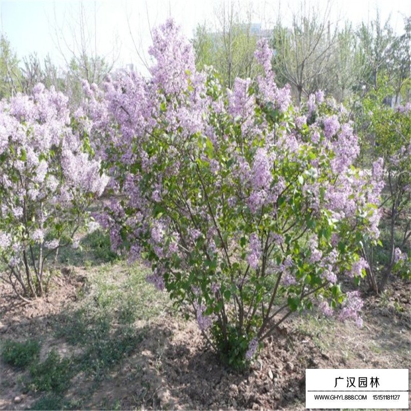 不同冠幅的叢生丁香價格表(圖9)