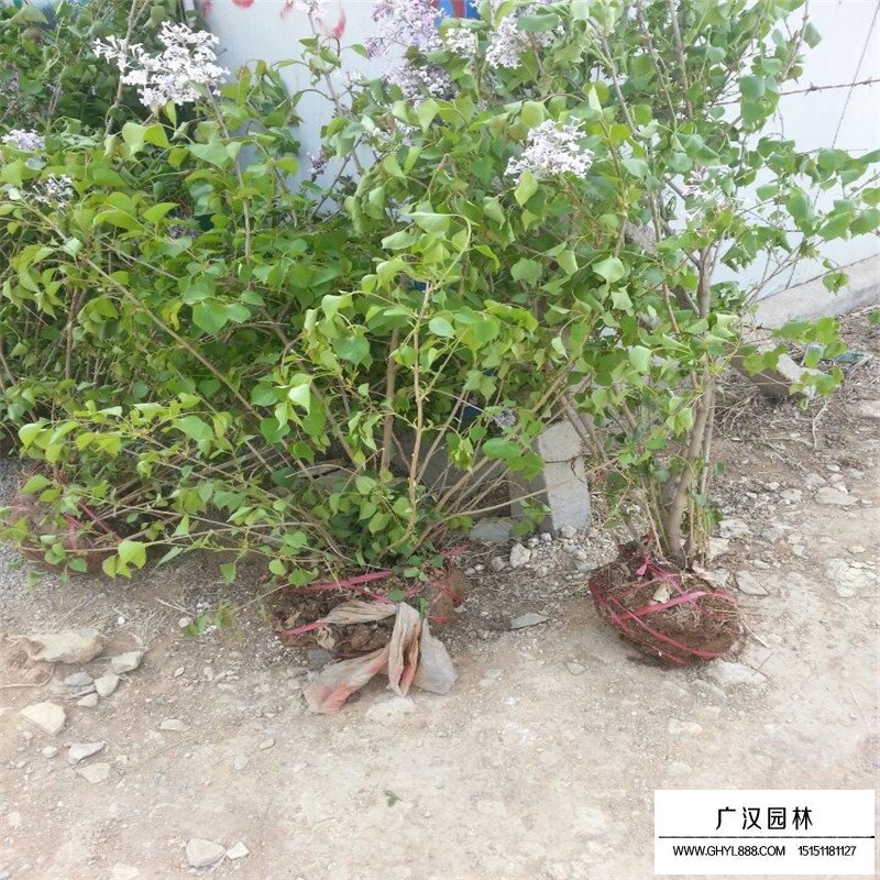 不同冠幅的叢生丁香價格表(圖11)
