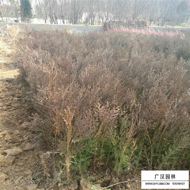 側柏種子哪里有賣的(圖4)