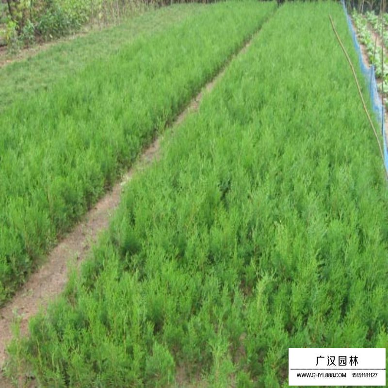 側柏種子哪里有賣的(圖7)
