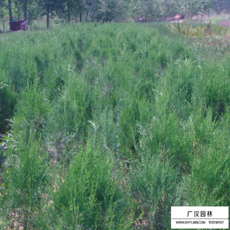 側柏種子哪里有賣的(圖9)