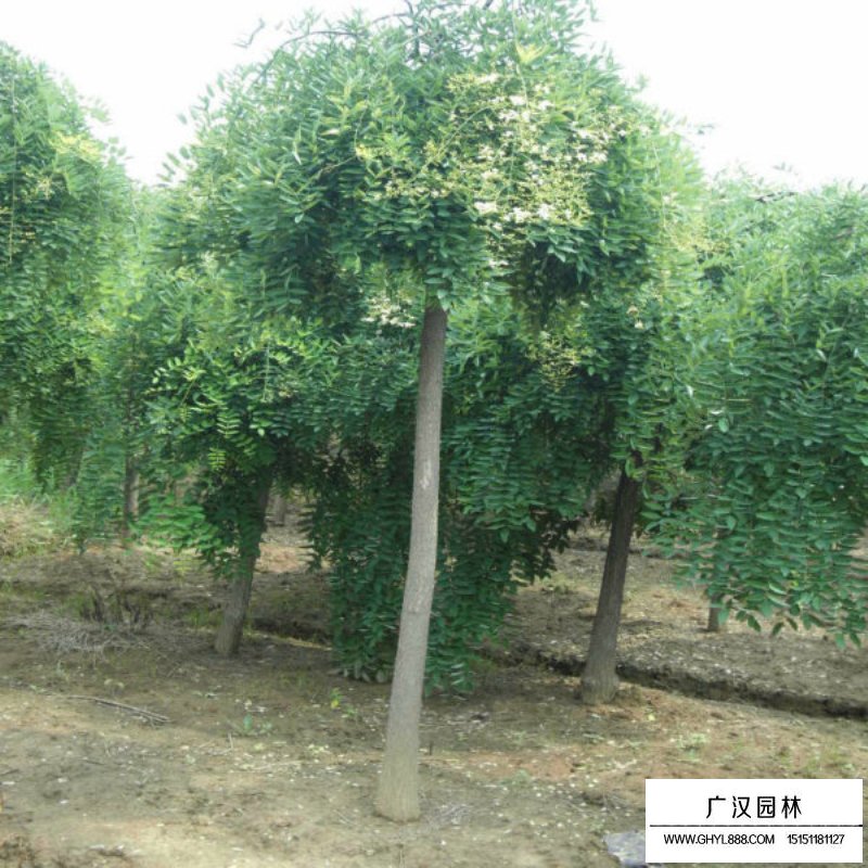 垂槐種植基地在哪里(圖5)