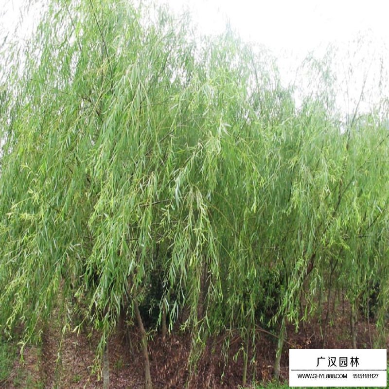 垂柳樹苗多少錢一棵？(圖7)