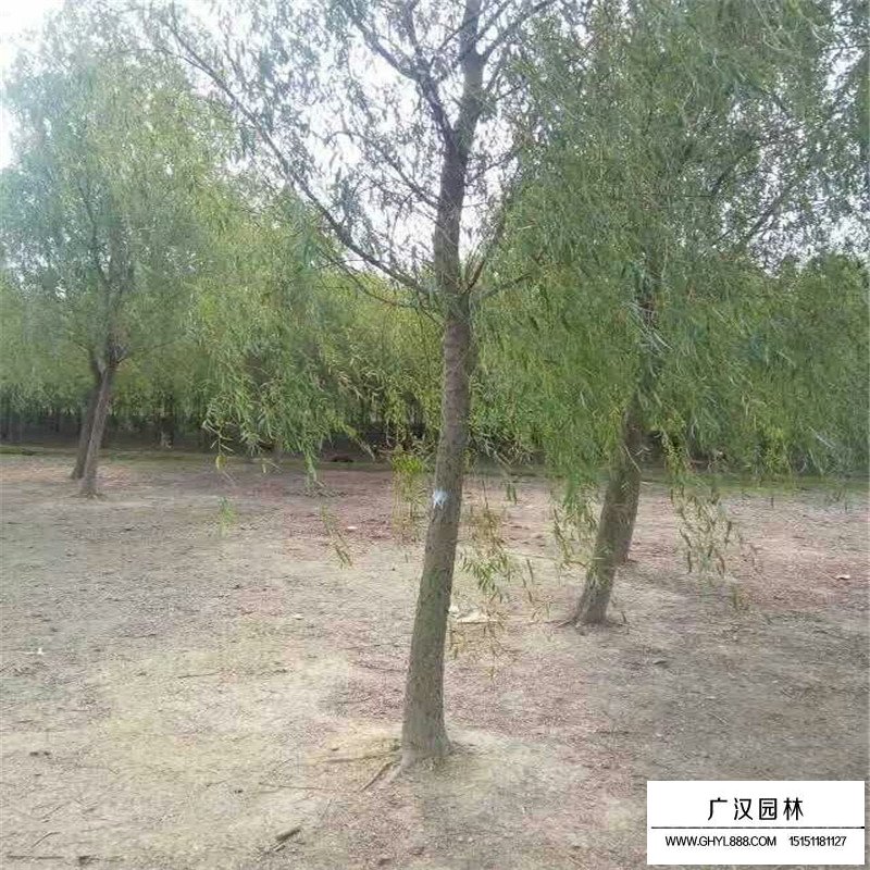 垂柳樹苗多少錢一棵？(圖8)
