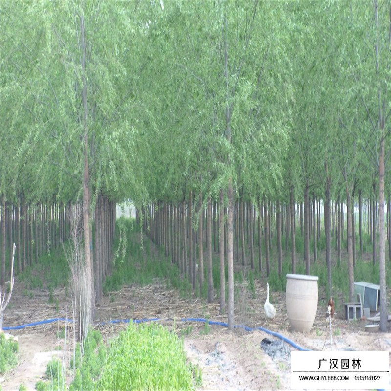 垂柳樹苗多少錢一棵？(圖5)