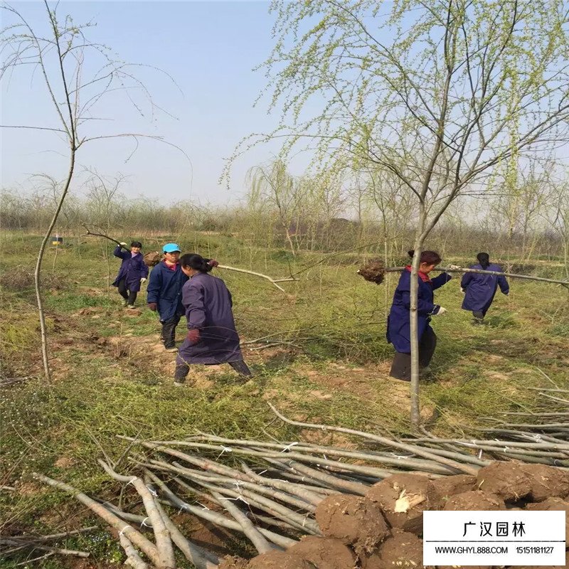 垂柳樹苗多少錢一棵？(圖9)