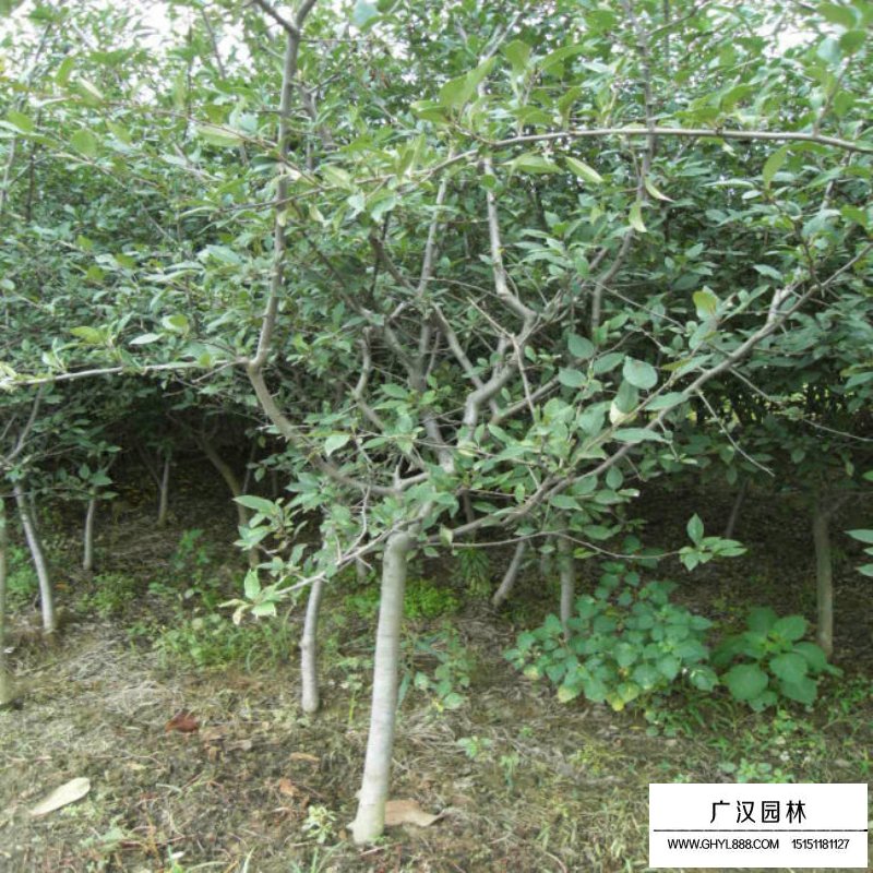垂絲海棠的種植方法及技巧(圖4)
