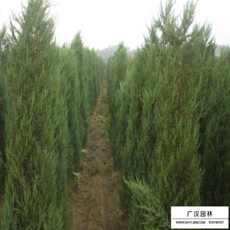 刺松價格多少錢一棵(圖1)