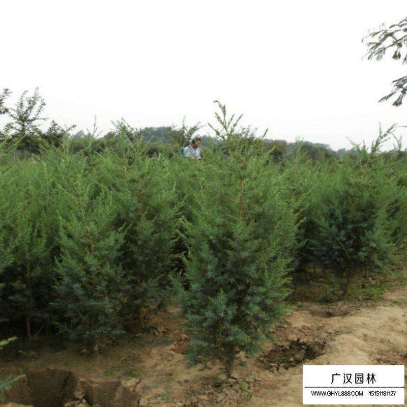 刺松價格多少錢一棵(圖4)