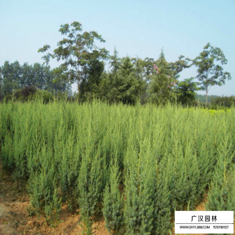 刺松價格多少錢一棵(圖7)