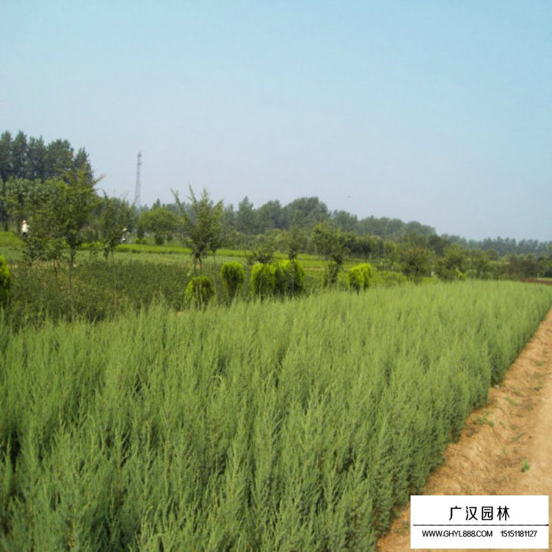 北京檜在園林中主要有哪些應用(圖4)