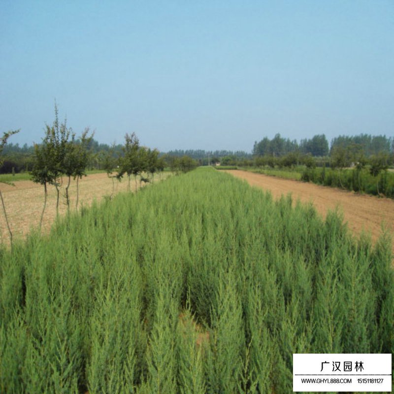 北京檜在園林中主要有哪些應用(圖6)