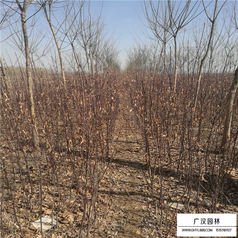 北美海棠小苗價格多少錢一棵(圖1)