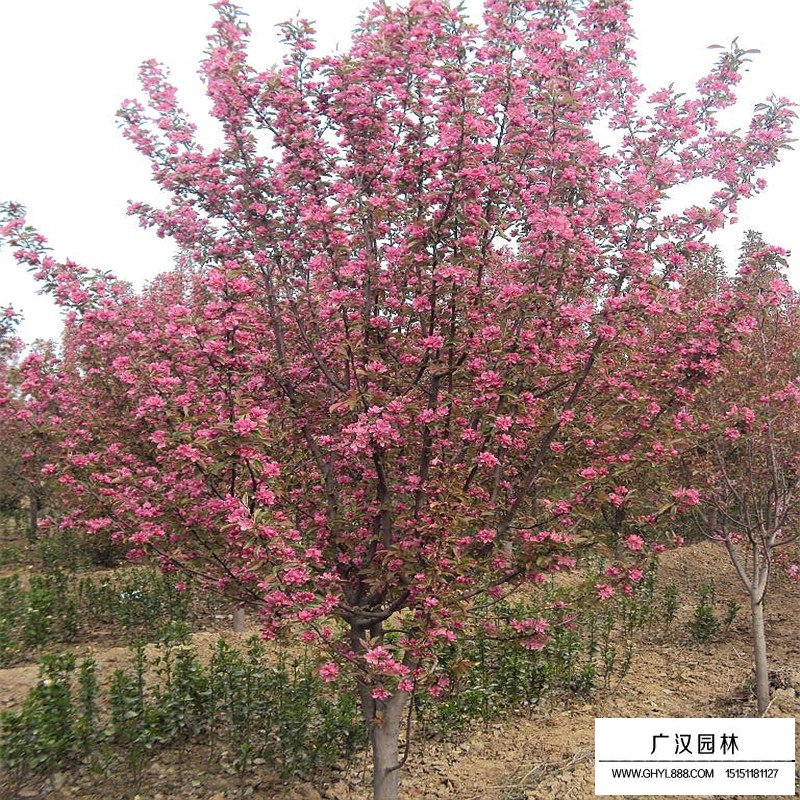 北美海棠小苗價格多少錢一棵(圖4)