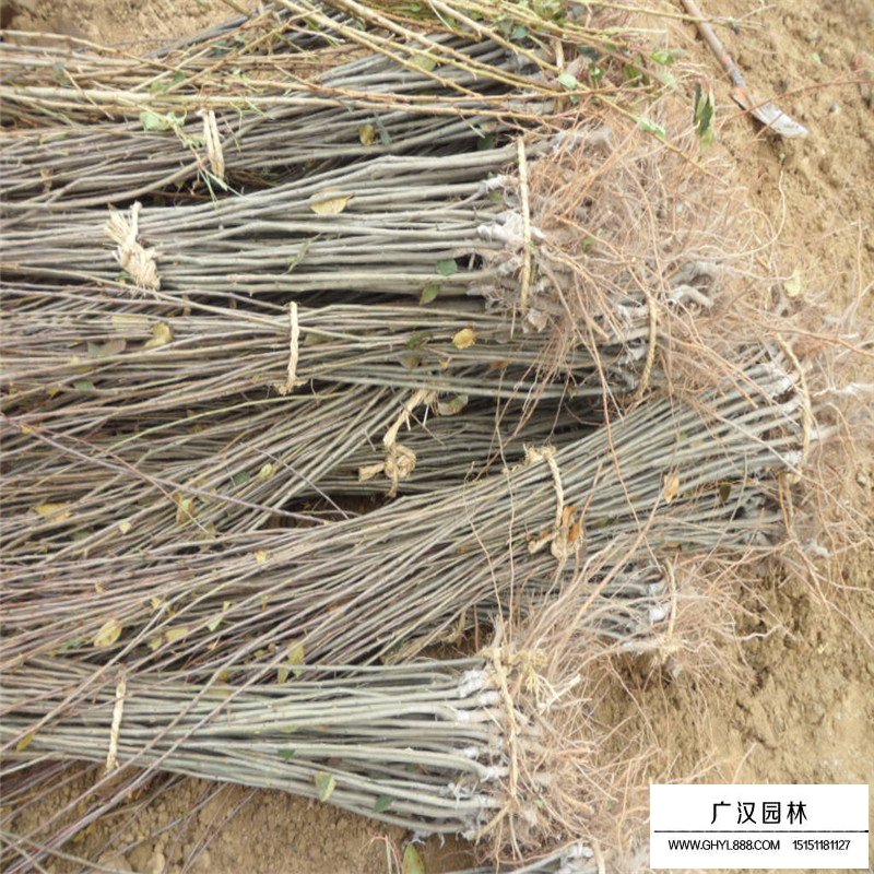 北美海棠小苗價格多少錢一棵(圖12)