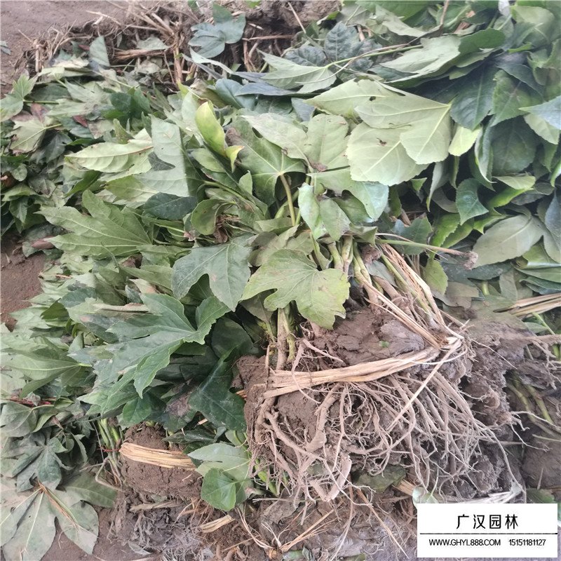 八角金盤的功效和作用有哪些？(圖4)